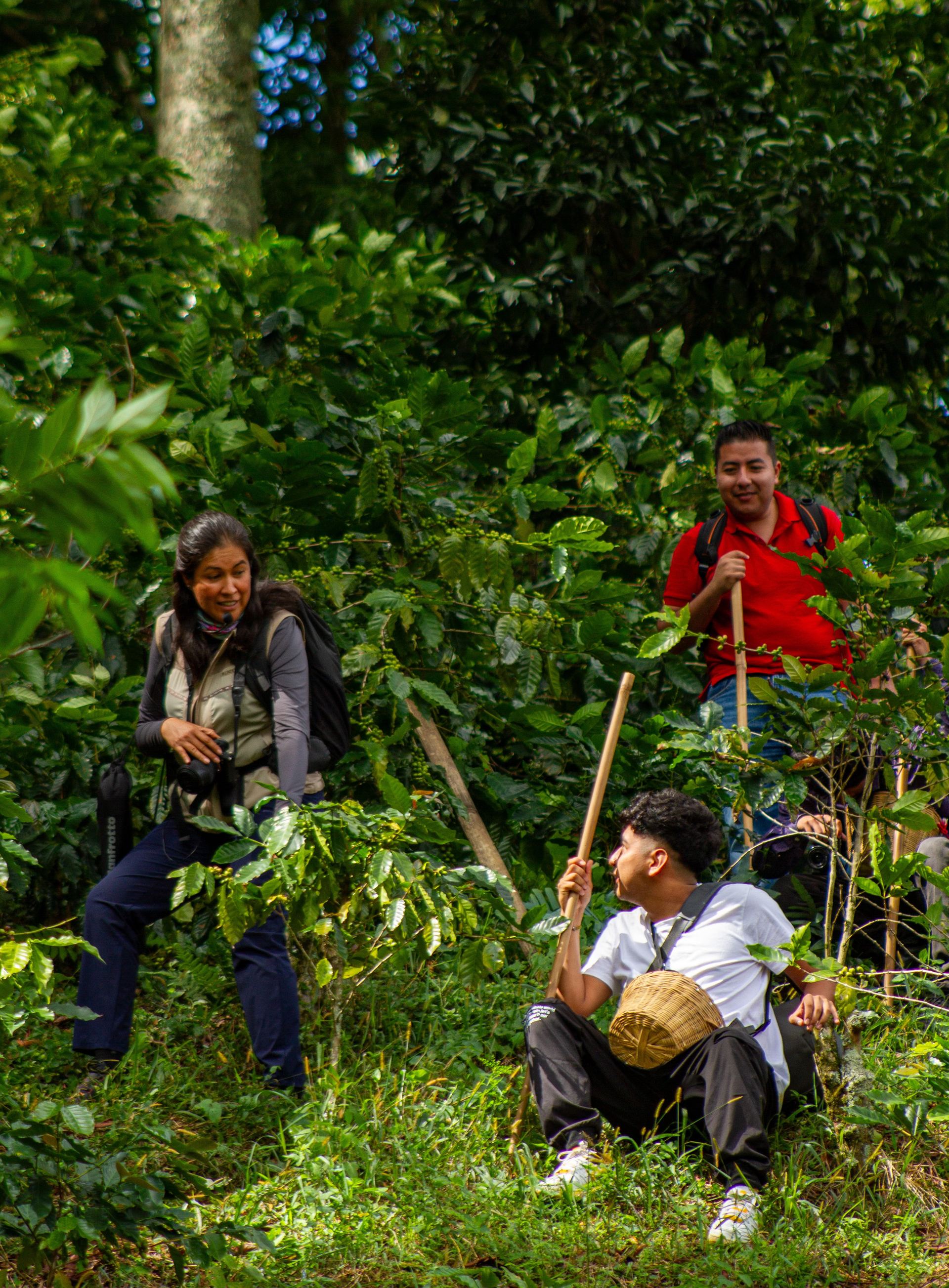 Ruta del café y la trova
